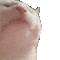 1catdance Discord emoji
