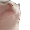 1catdance