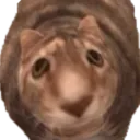 Gattondo