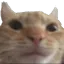 gato