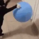whatdadogdoingbutfast