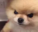 angrydoggo