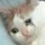 CatCry