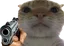 catGUN