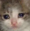 cat_cry