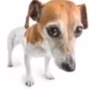 sad_dog sad_dog