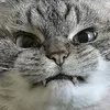 angryjohncat angryjohncat