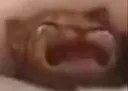 catsob
