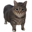 catte