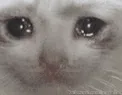 cattoshakecry