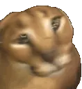 FloppaShake
