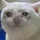 thecatbeingyelledat