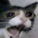 cryingyellingcat