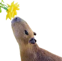 Capysniffa