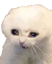 sad_cat