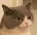 DF_BruhCat