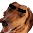 DanteBrows
