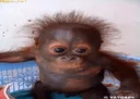 crazymonkey crazymonkey