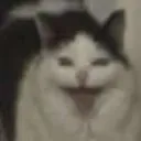 Scaredcat scaredcat Discord Emoji