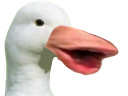 duckpog Discord emoji