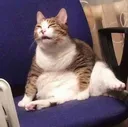 whatcat
