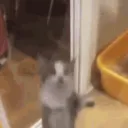 hypercat