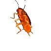 FlashPartyRoach