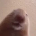 hank