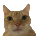 catstare Discord emoji