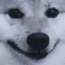 smiledog
