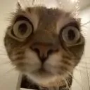 whats