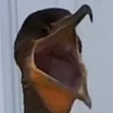 Birdpog Discord Emoji