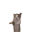 catHype catHype