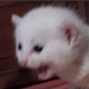 dktp_cat_E Discord emoji