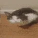 CatPat