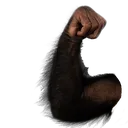 arm_right arm_right
