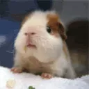 que