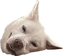 SleepiGulli