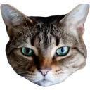 chickenstare chickenstare