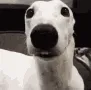 shivermetimbers