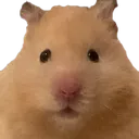 DavidStare