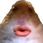 sHamLips