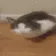 cat_pat