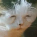 oldecat