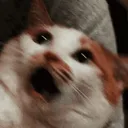 NOOOOO