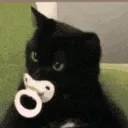 catbby