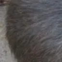 fatrat5