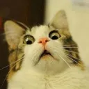 kitty_omg