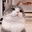 cattappy
