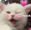 Cat_wink